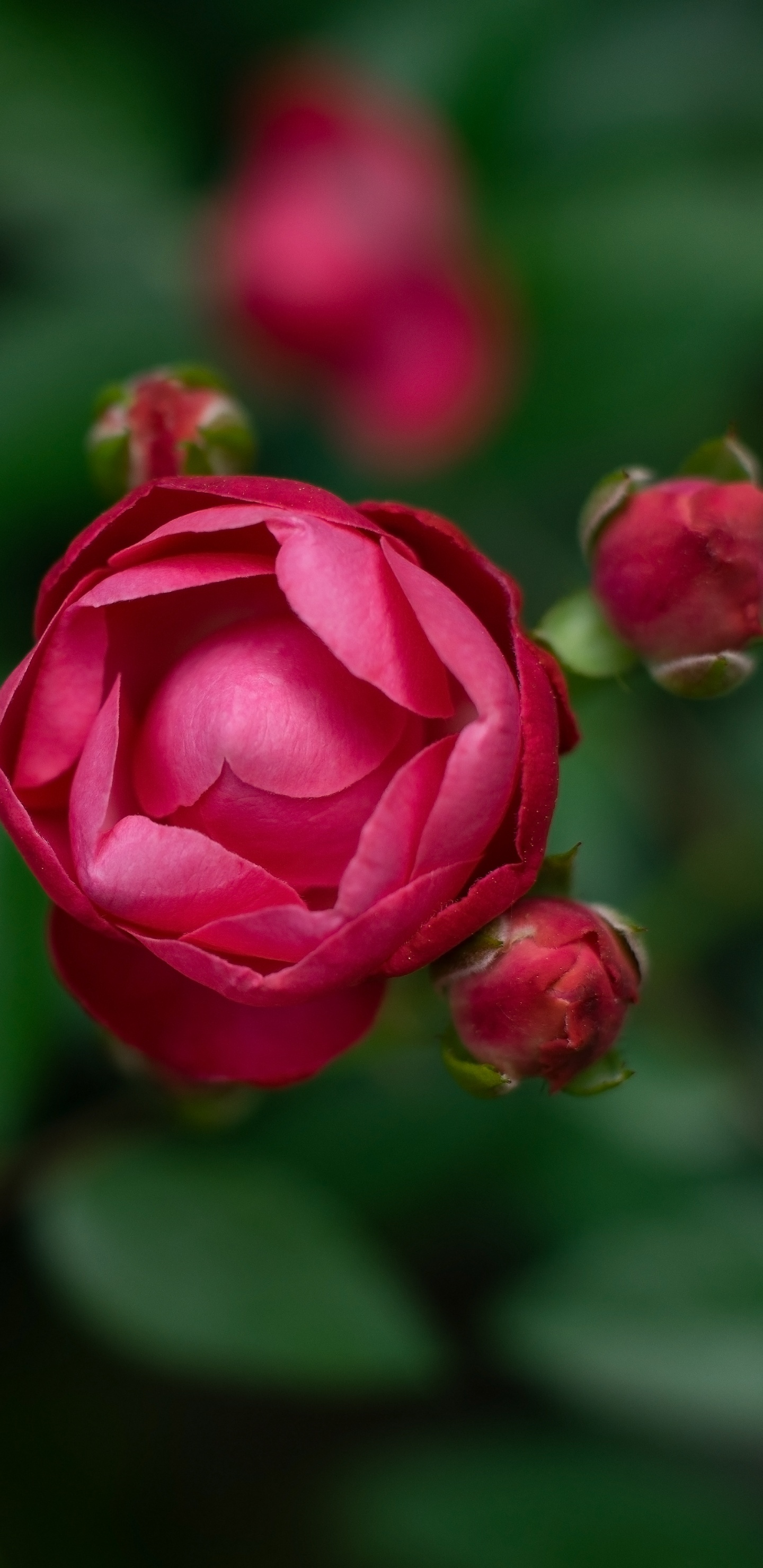 Обои цветок, цветковое растение, лепесток, розовый, красный цвет в разрешении 1440x2960