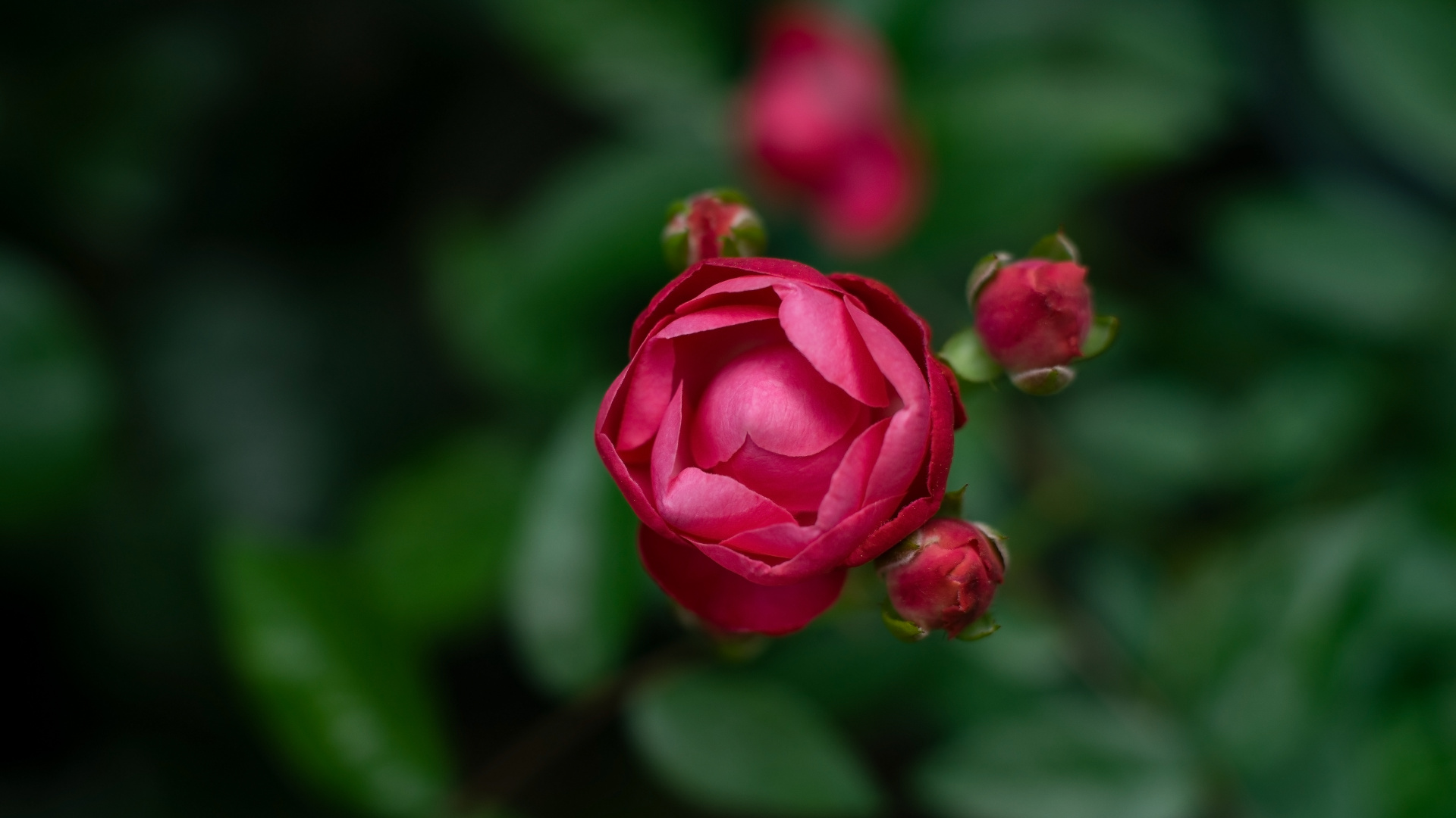 Обои цветок, цветковое растение, лепесток, розовый, красный цвет в разрешении 1920x1080