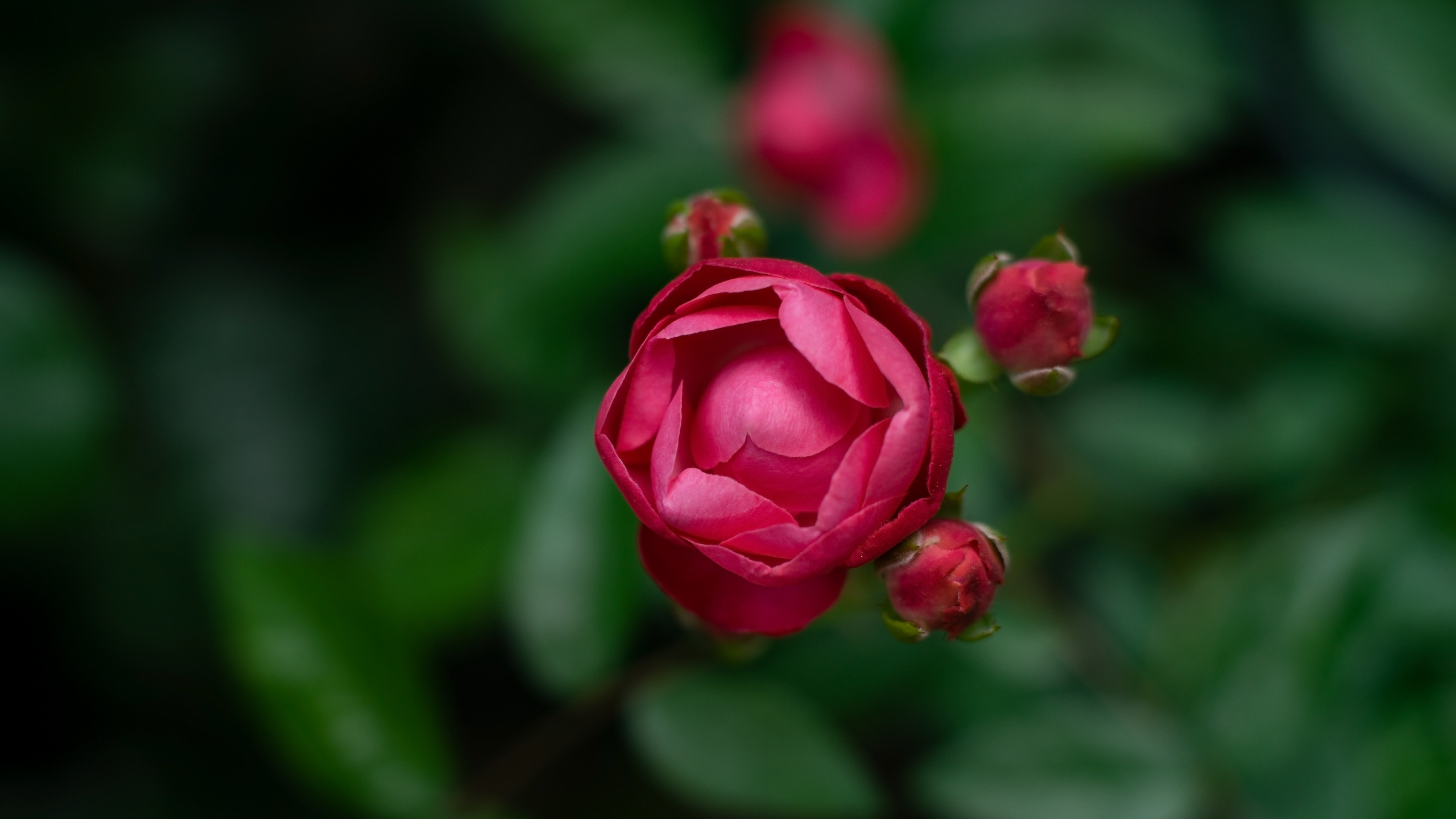 Обои цветок, цветковое растение, лепесток, розовый, красный цвет в разрешении 2560x1440