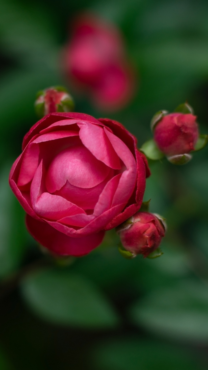 Обои цветок, цветковое растение, лепесток, розовый, красный цвет в разрешении 720x1280