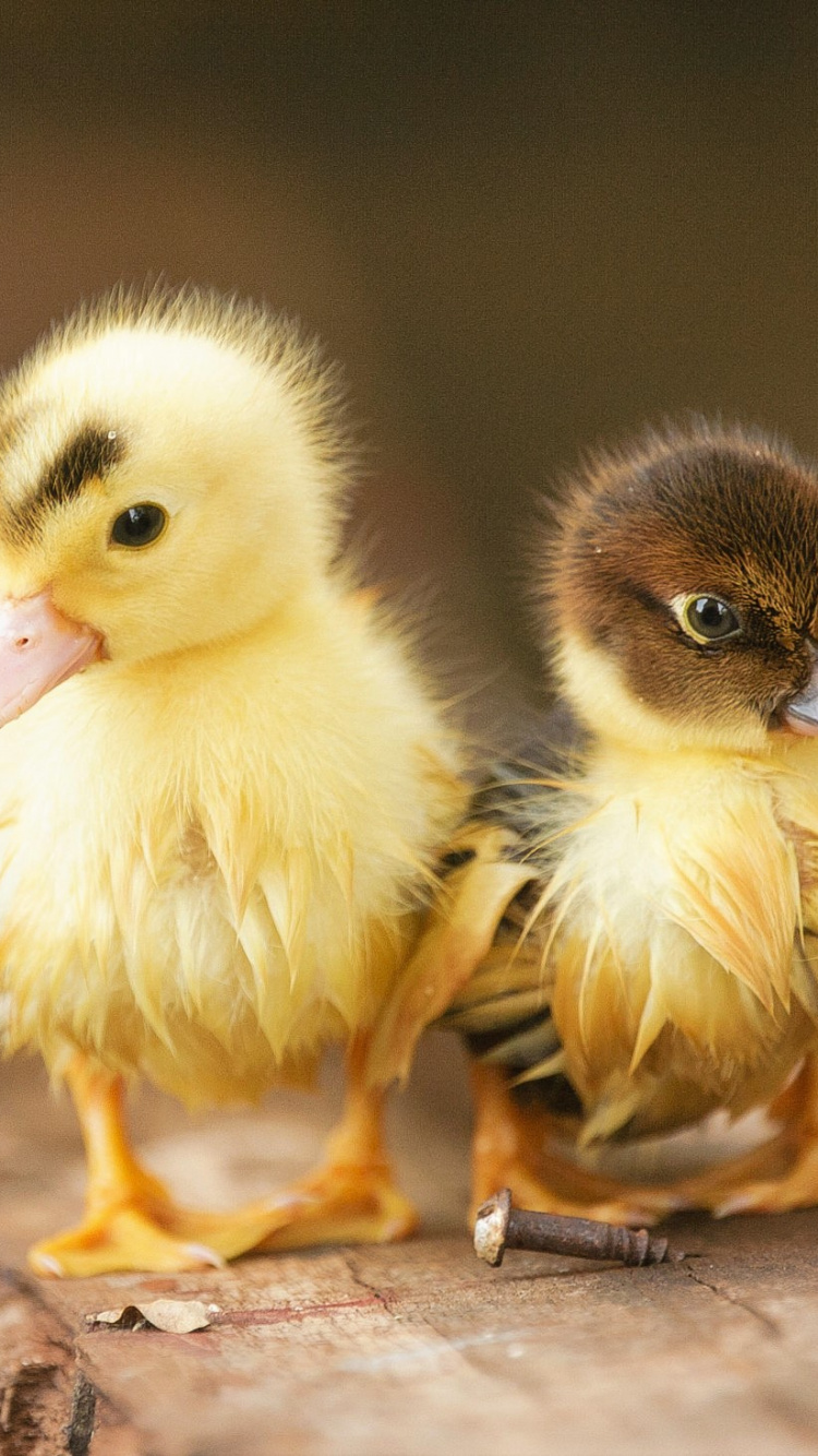 Обои утка, привлекательность, птица, клюв, курица в разрешении 750x1334