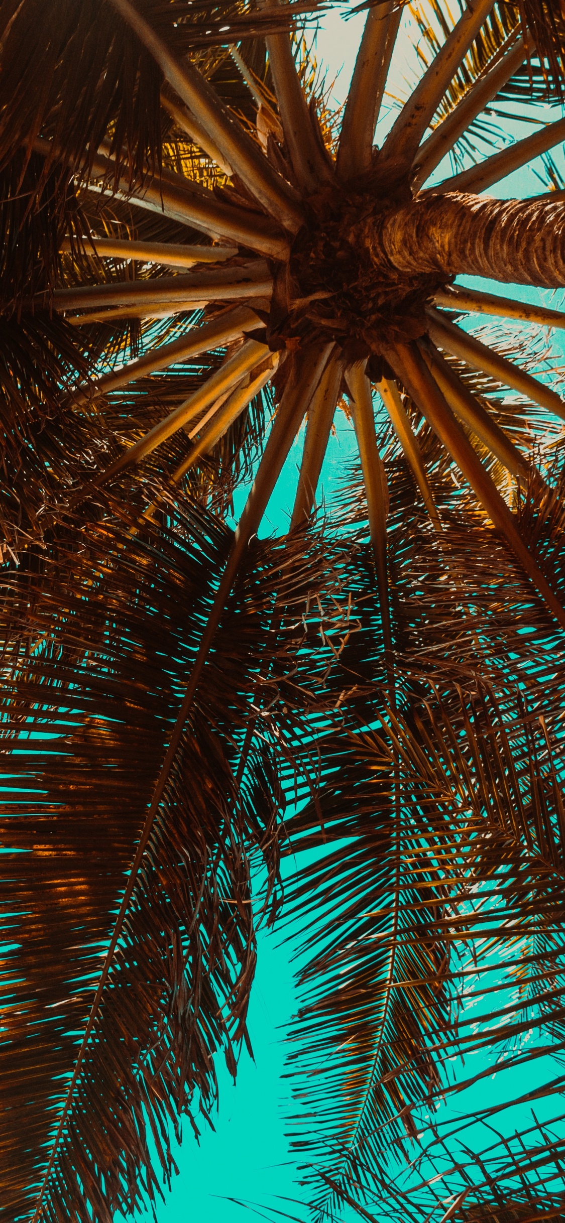 Обои пальмовые рощи, дерево, Пальма, растение, завод в разрешении 1125x2436