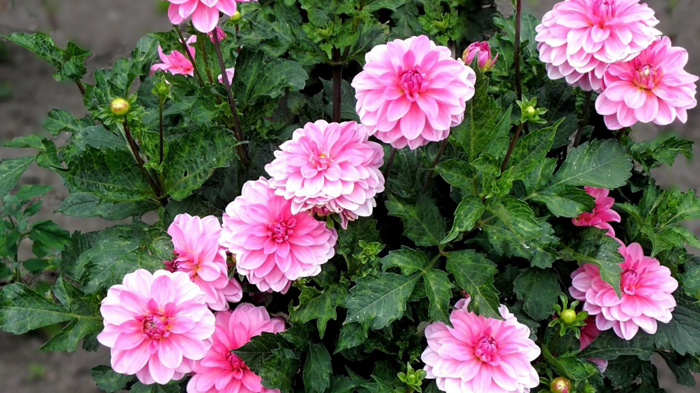 Обои цветковое растение, растение, лепесток, полукустарник, почвопокровная в разрешении 1366x768