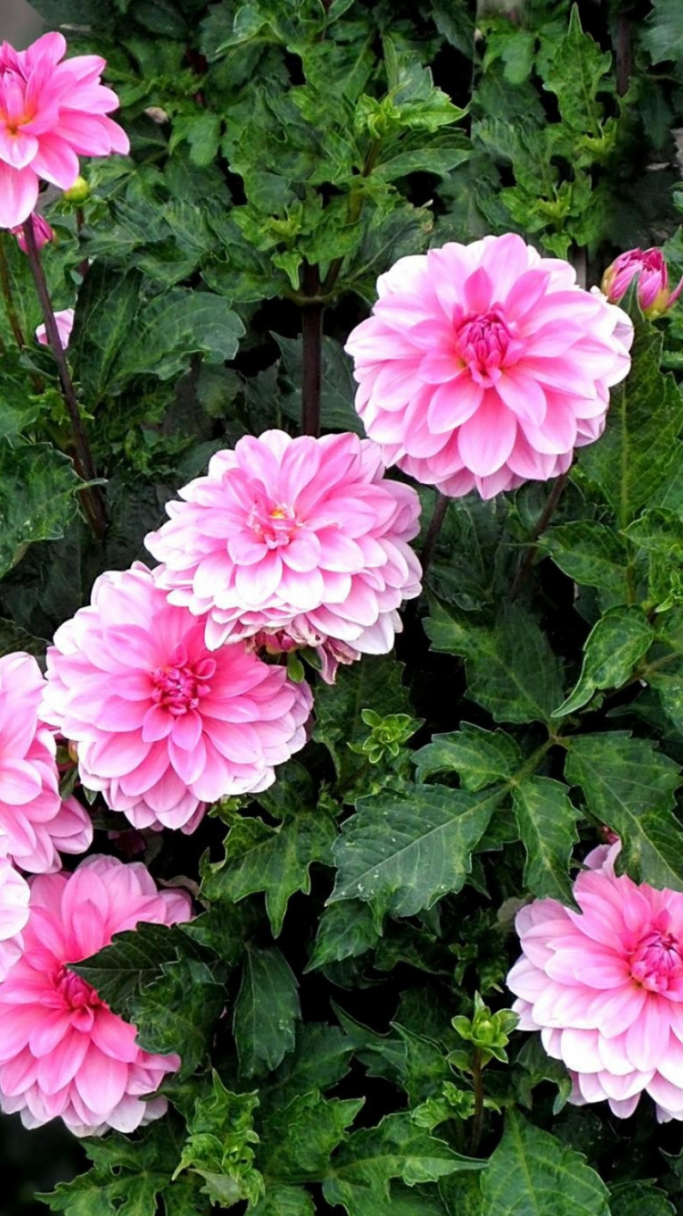 Обои цветковое растение, растение, лепесток, полукустарник, почвопокровная в разрешении 750x1334