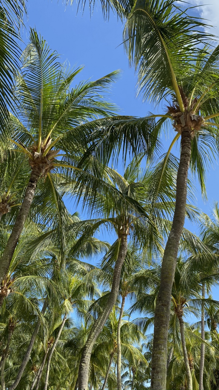 Обои растительность, рассада, Бабассу, финиковая пальма, водоем в разрешении 720x1280