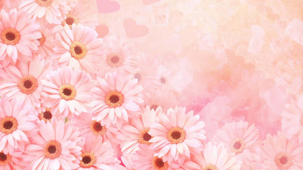 Обои розовый, цветок, гербера, лепесток, цветочный дизайн в разрешении 1280x720