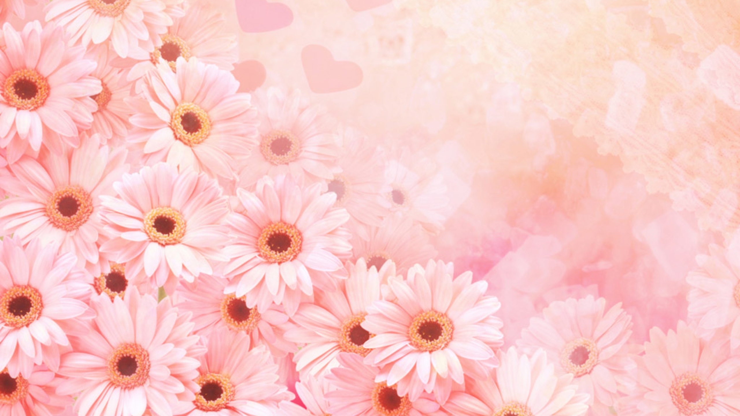 Обои розовый, цветок, гербера, лепесток, цветочный дизайн в разрешении 2560x1440