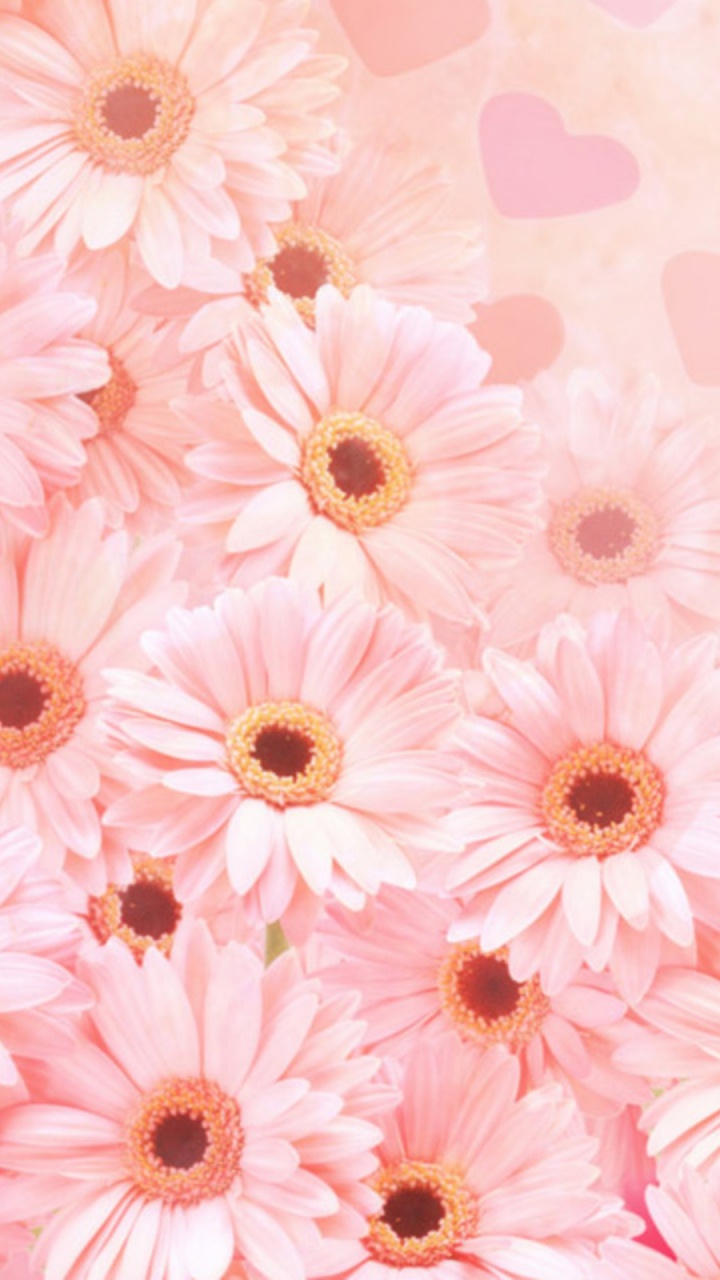 Обои розовый, цветок, гербера, лепесток, цветочный дизайн в разрешении 720x1280