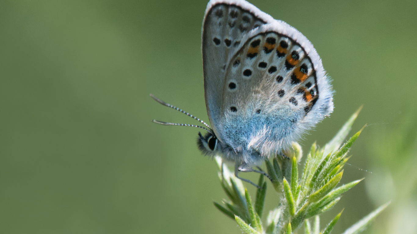 Обои lycaenid, мотыльки и бабочки, бабочка, насекомое, беспозвоночных в разрешении 1366x768