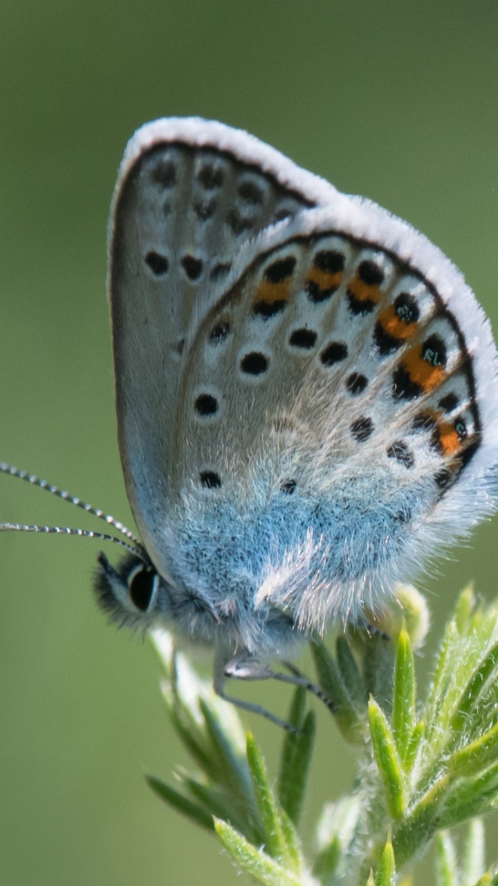 Обои lycaenid, мотыльки и бабочки, бабочка, насекомое, беспозвоночных в разрешении 720x1280