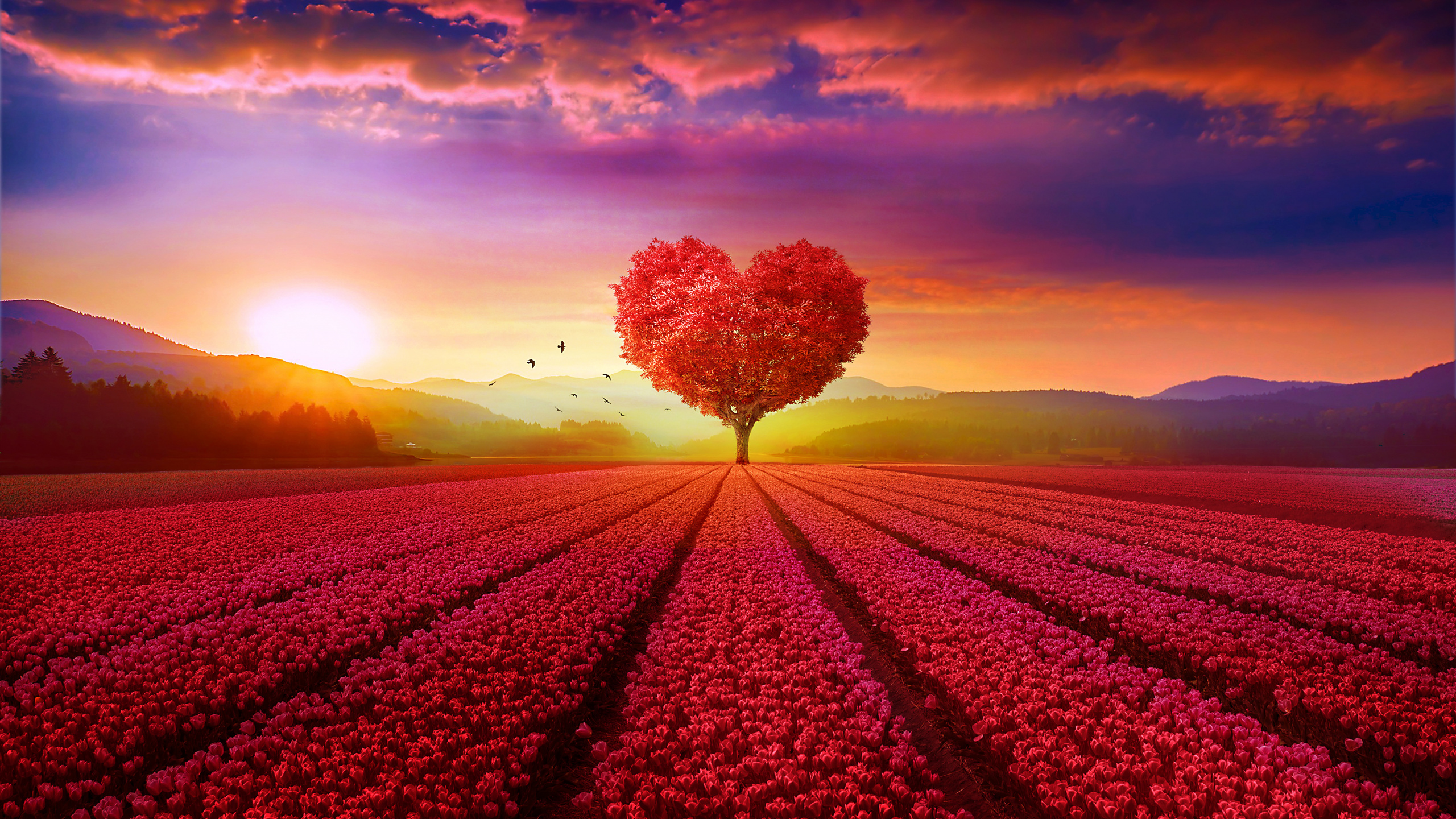 Обои природа, красный цвет, восход солнца, сердце, облако в разрешении 2560x1440