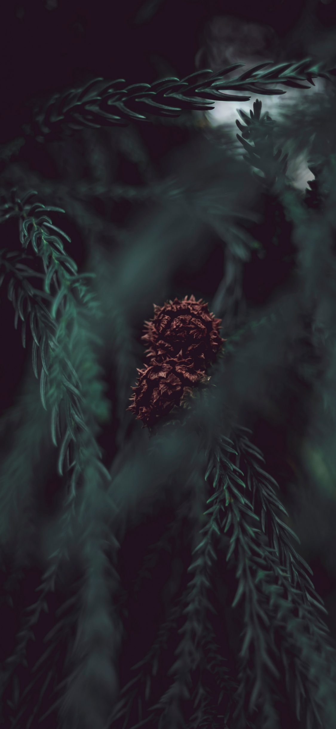 Обои дерево, черный, темнота, зеленый, вода в разрешении 1125x2436