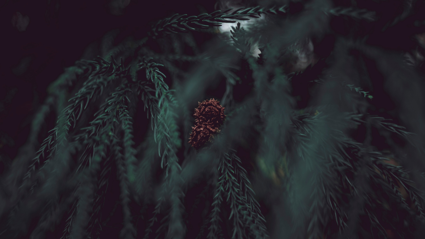 Обои дерево, черный, темнота, зеленый, вода в разрешении 1366x768