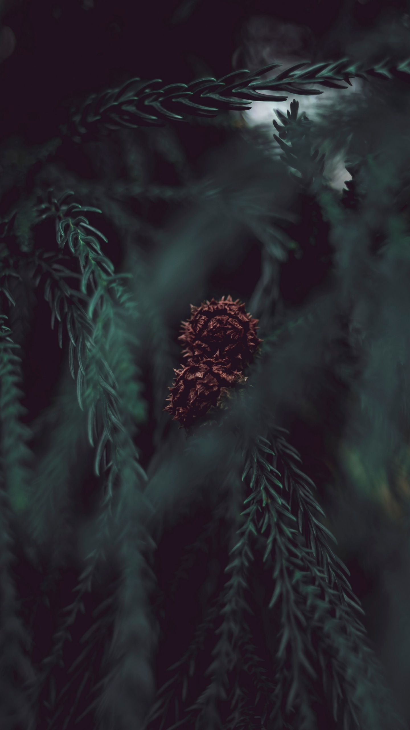 Обои дерево, черный, темнота, зеленый, вода в разрешении 1440x2560