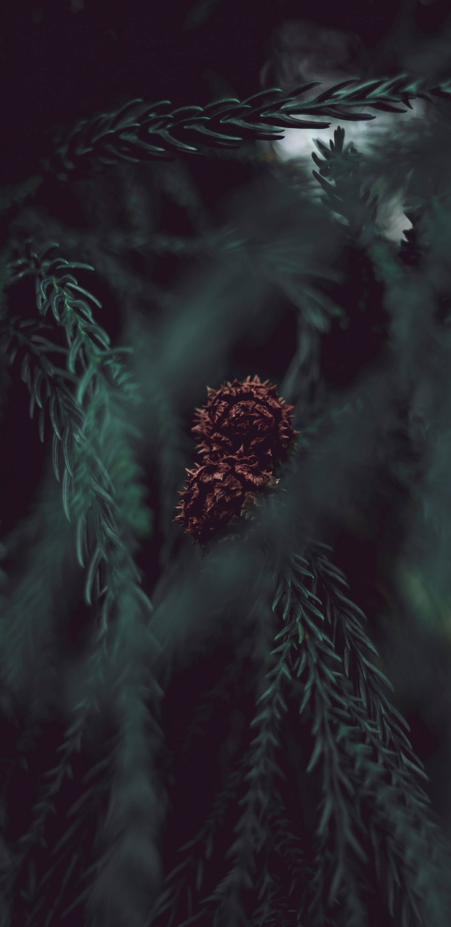 Обои дерево, черный, темнота, зеленый, вода в разрешении 1440x2960