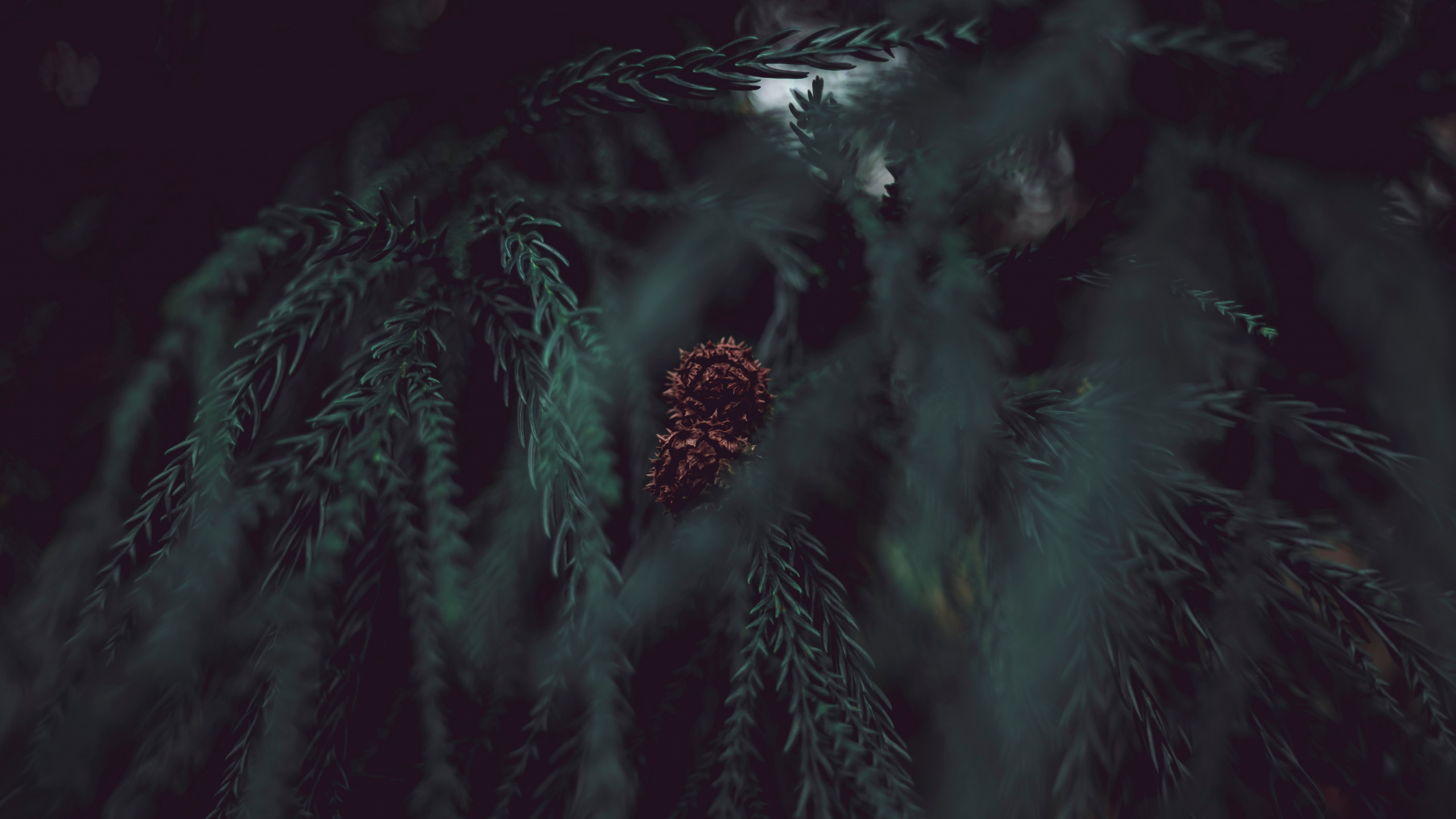 Обои дерево, черный, темнота, зеленый, вода в разрешении 2560x1440