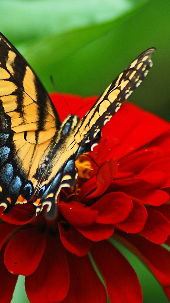 Обои мотыльки и бабочки, бабочка, насекомое, цветок, опылитель в разрешении 720x1280