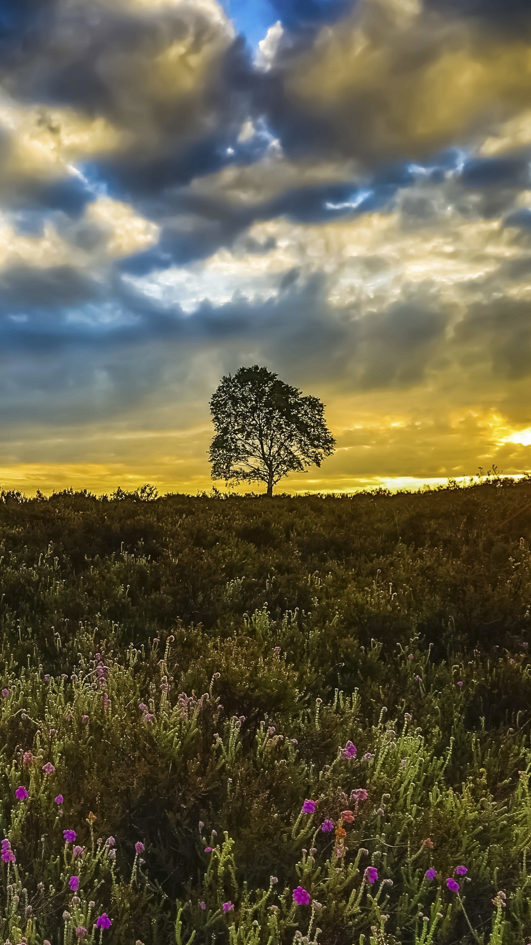 Обои природа, облако, сенокосное угодье, луг, прерия в разрешении 1080x1920