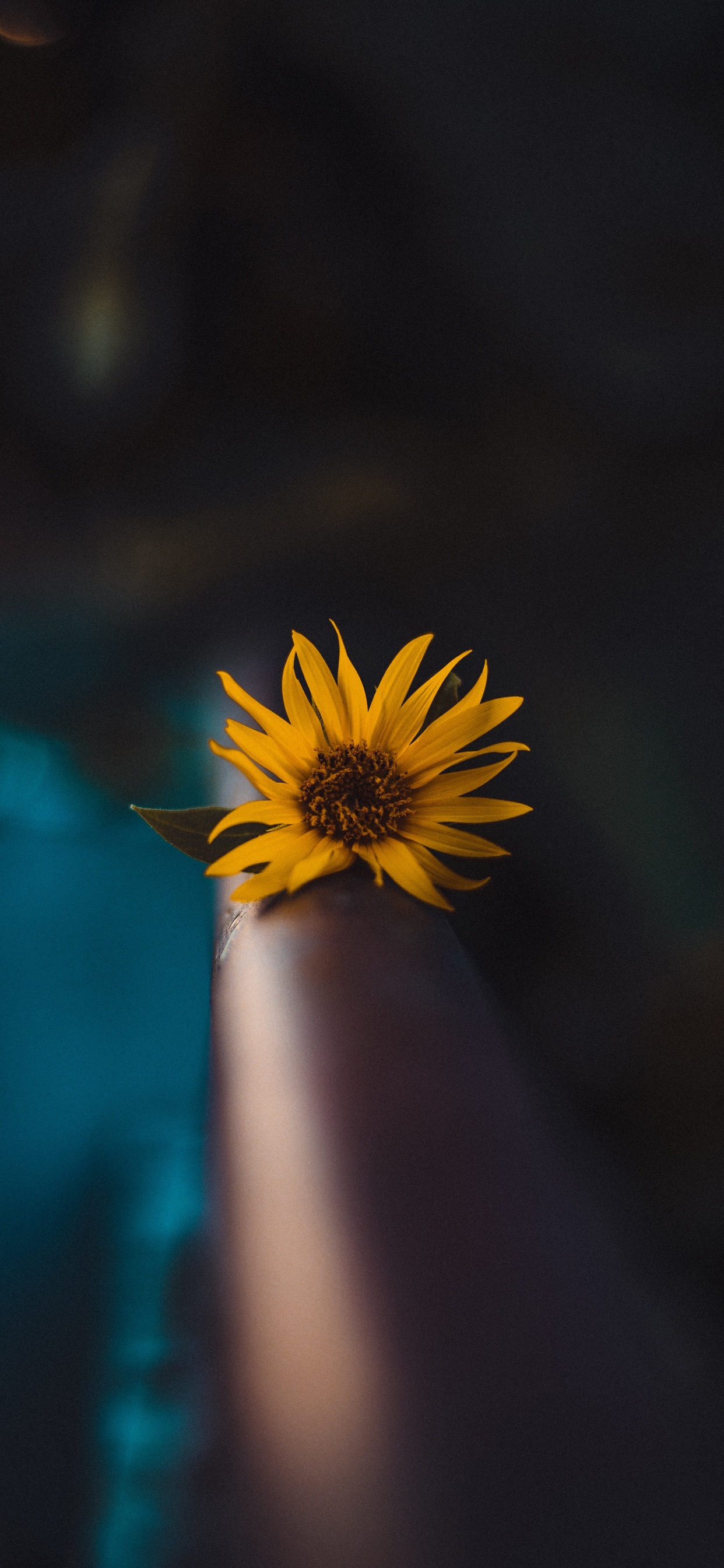 Обои ботаники, портрет, небо, боке, крупный план в разрешении 1242x2688