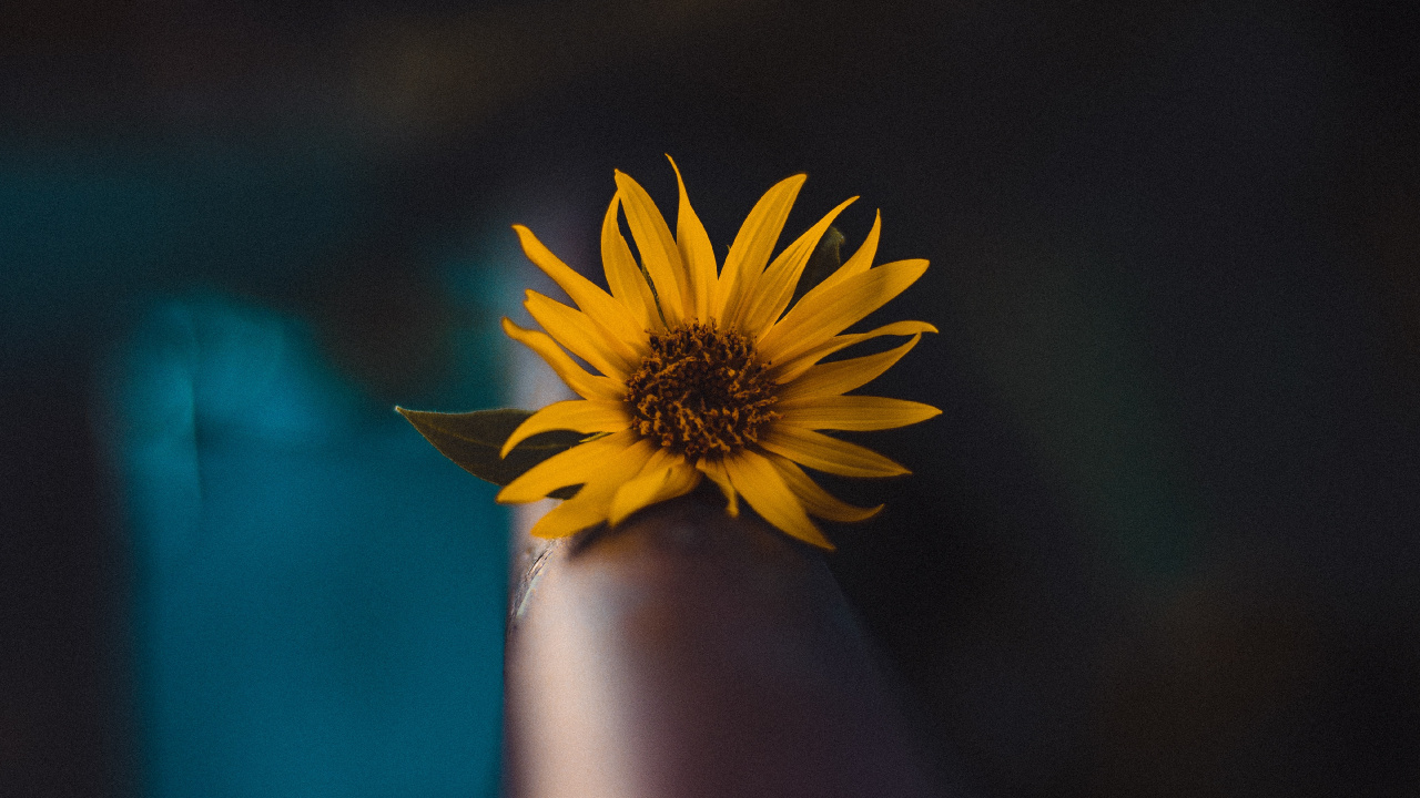 Обои ботаники, портрет, небо, боке, крупный план в разрешении 1280x720