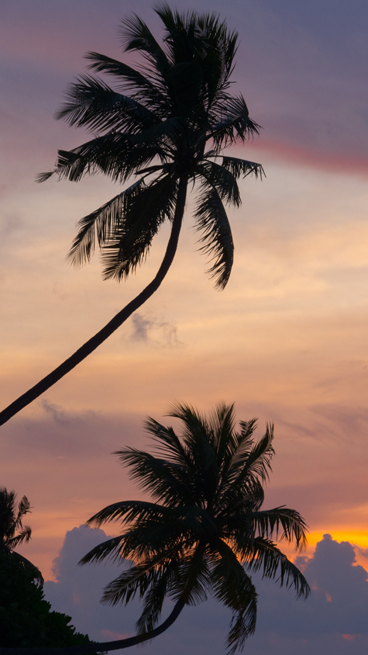 Обои послесвечение, дерево, облако, закат, Пальма в разрешении 750x1334