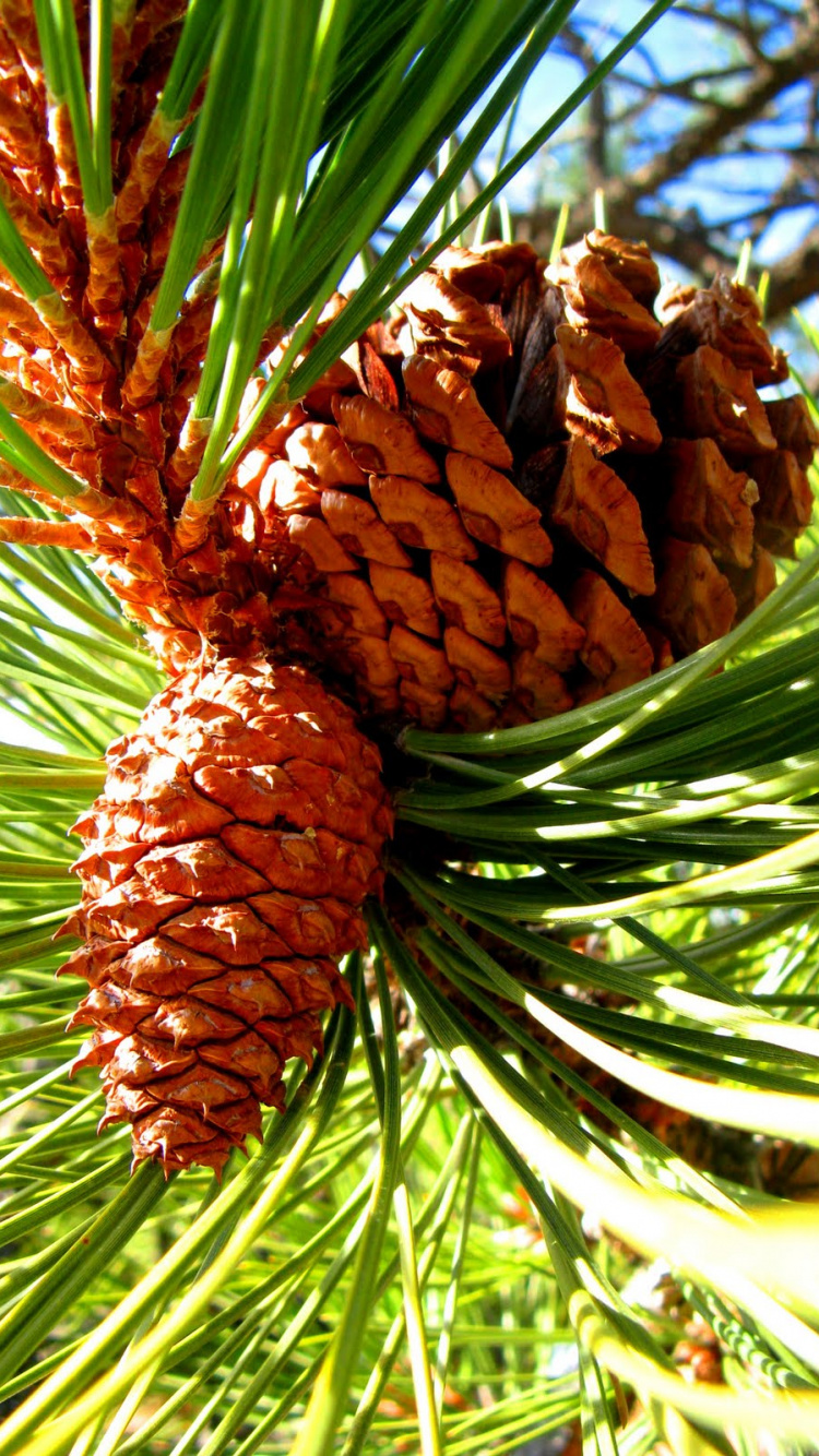 Обои сосна, кедровый орех, Хвойные, лиственница, ананас в разрешении 750x1334
