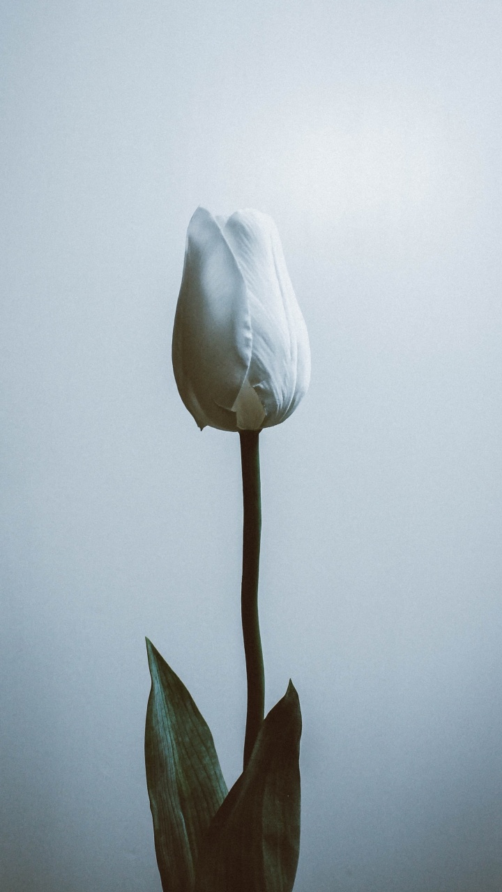 Обои цветок, растение, лепесток, облако, серый цвет в разрешении 720x1280