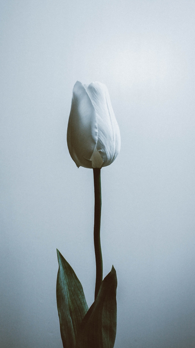 Обои цветок, растение, лепесток, облако, серый цвет в разрешении 750x1334