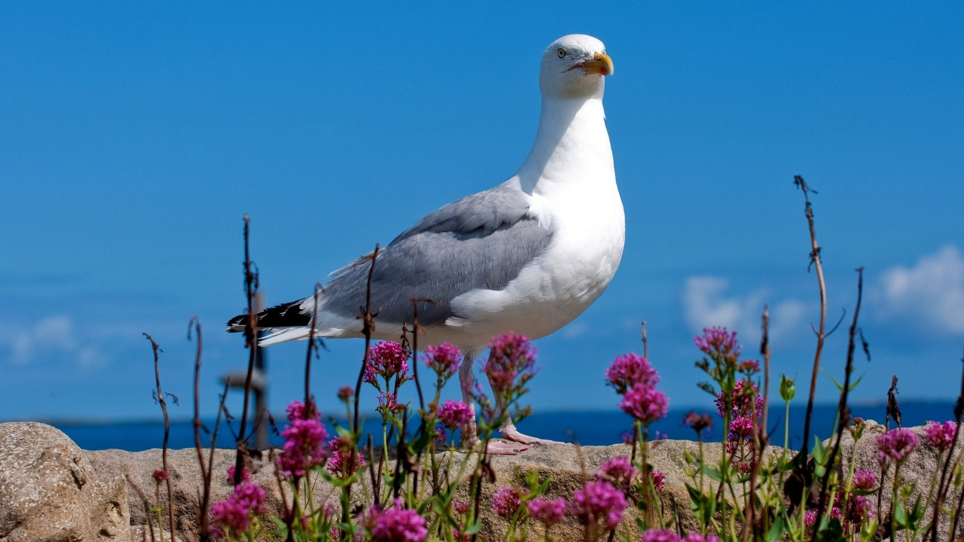 Обои чайки, птица, клюв, морская птица, европейская серебристая Чайка в разрешении 1920x1080