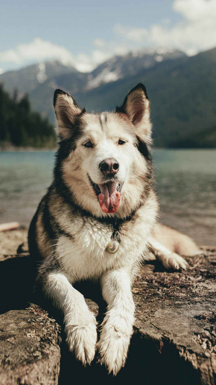 Обои Себирская Хаски, аляскинский маламут, футболка, хаски, щенок в разрешении 750x1334