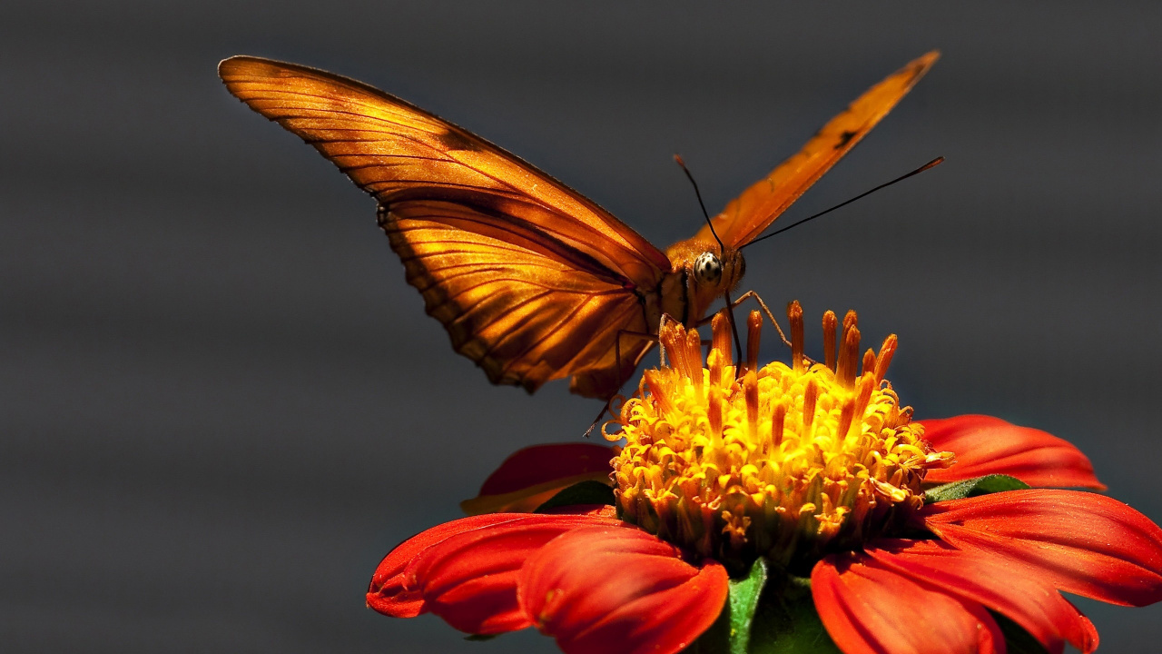 Обои насекомое, бабочка, мотыльки и бабочки, Апельсин, опылитель в разрешении 1280x720