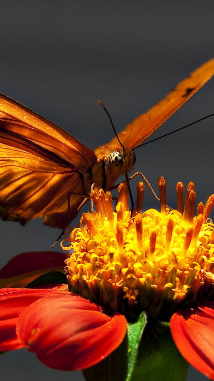 Обои насекомое, бабочка, мотыльки и бабочки, Апельсин, опылитель в разрешении 750x1334