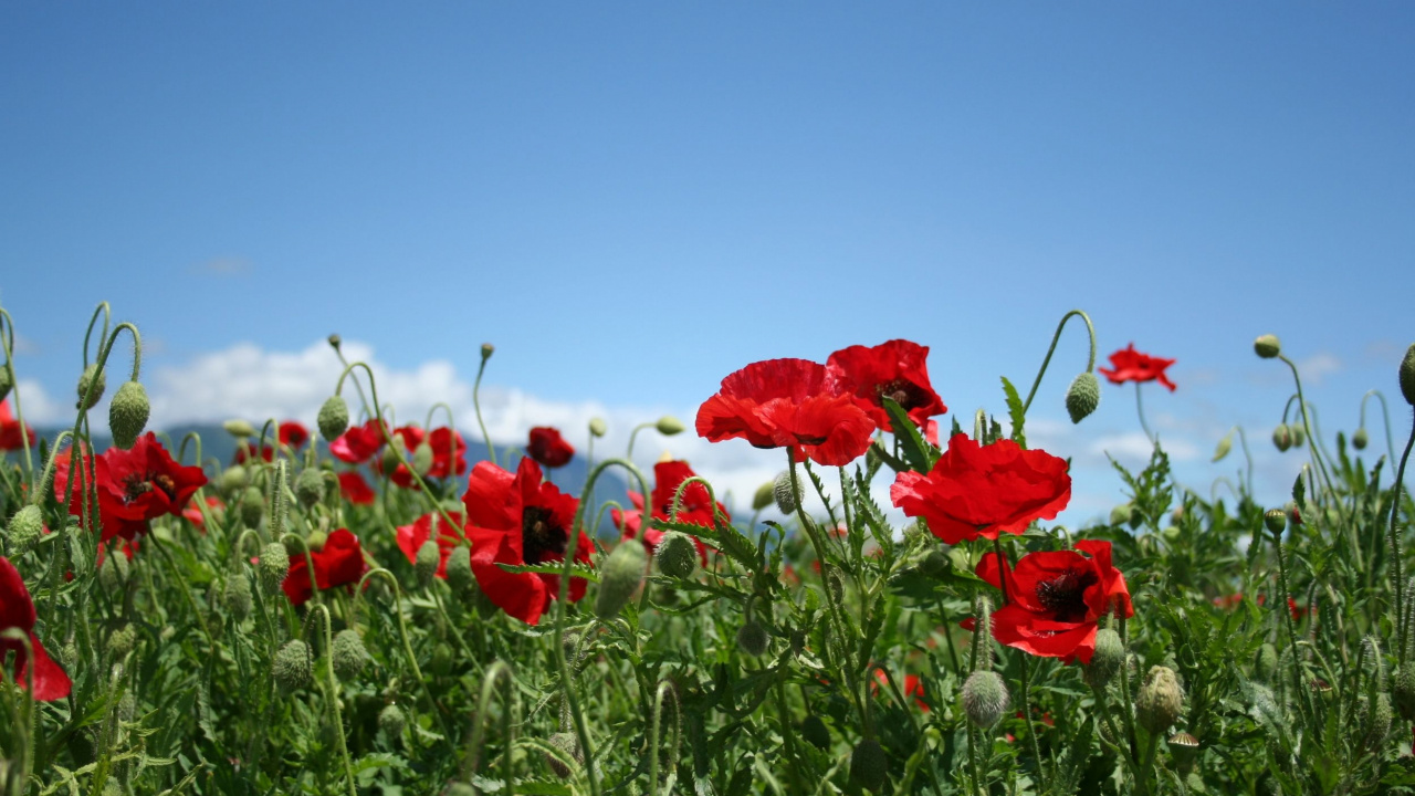 Обои коклико, красный цвет, полевой цветок, луговые, облако в разрешении 1280x720