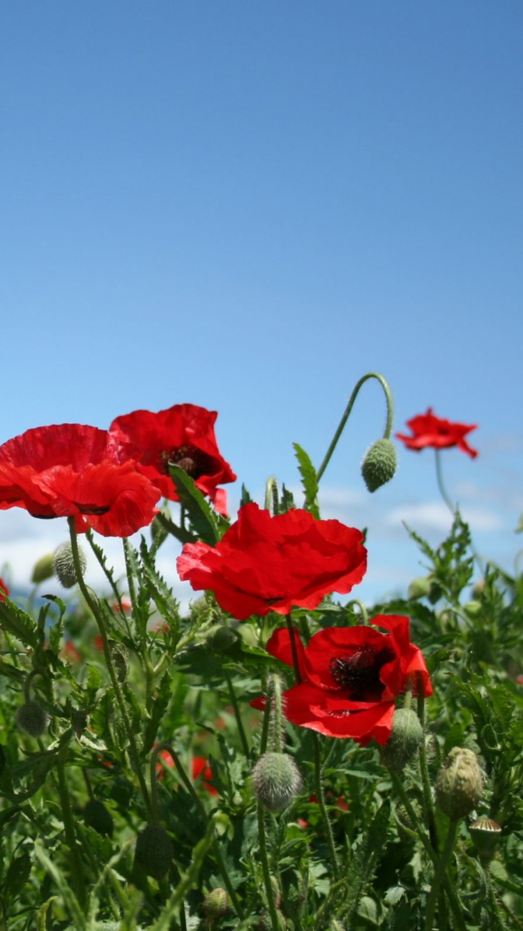 Обои коклико, красный цвет, полевой цветок, луговые, облако в разрешении 750x1334