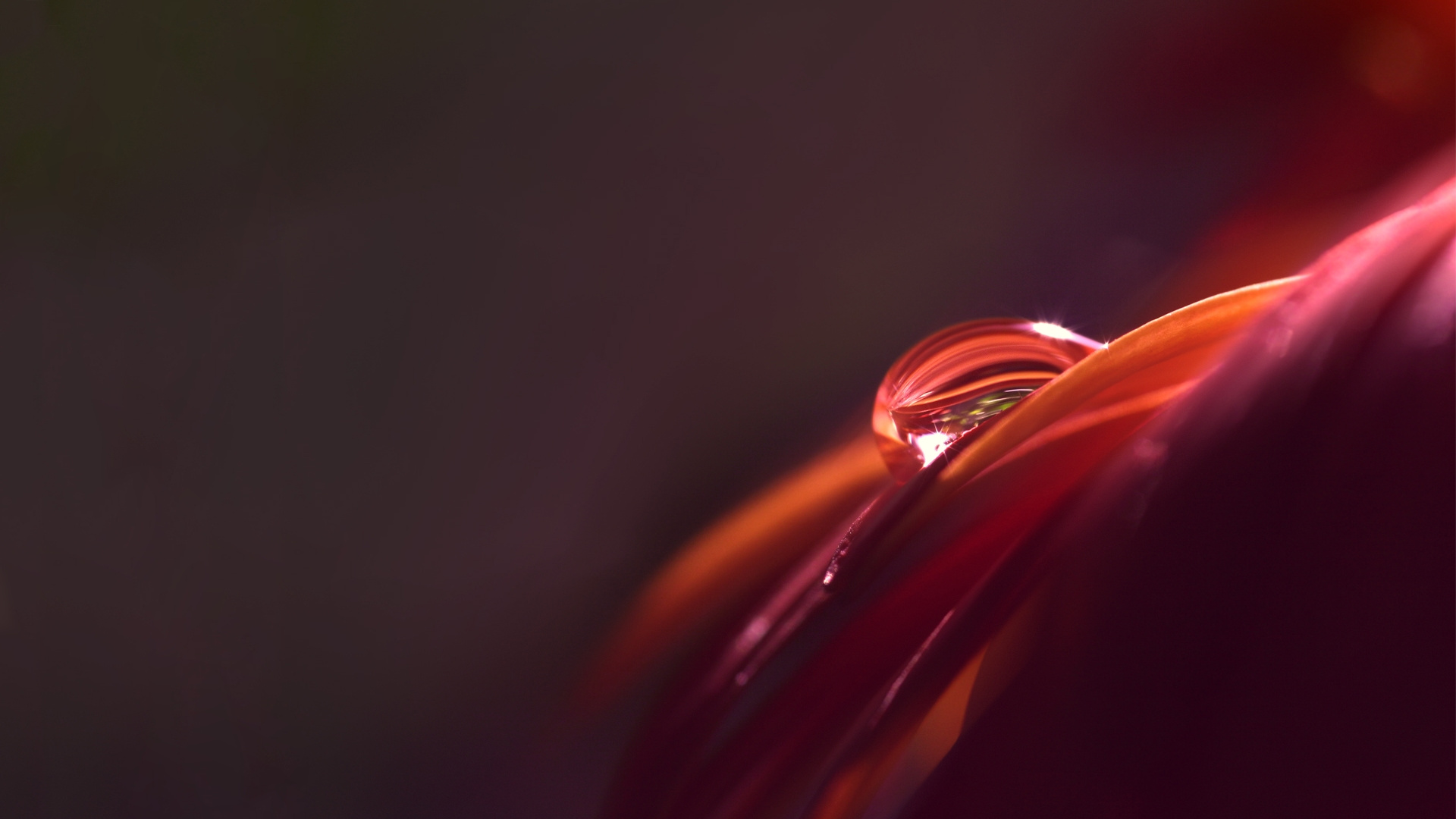 Обои красный цвет, свет, падение, натюрморт фотография, лепесток в разрешении 1920x1080