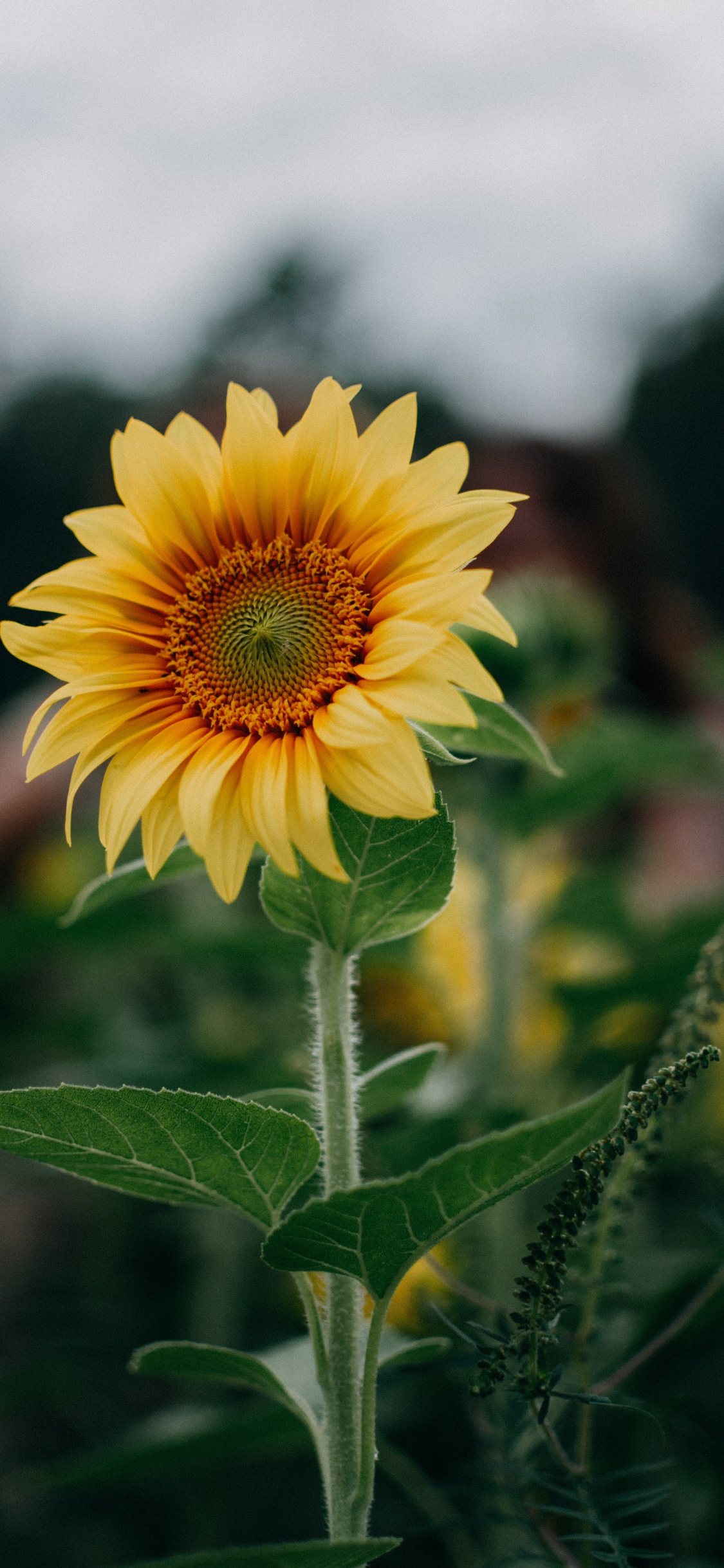 Обои цветок, цветковое растение, лепесток, желтый, растение в разрешении 1125x2436