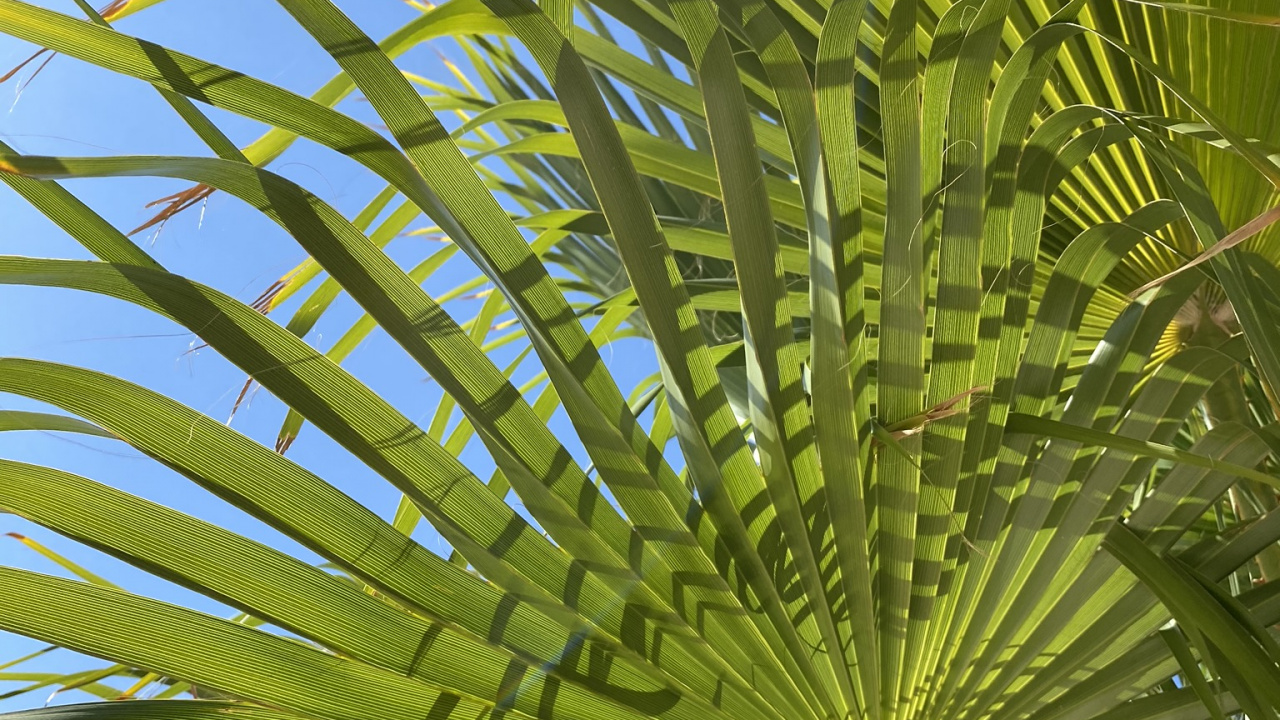 Обои растительность, пальма сереноа, лист, стебель растения, финиковая пальма в разрешении 1280x720