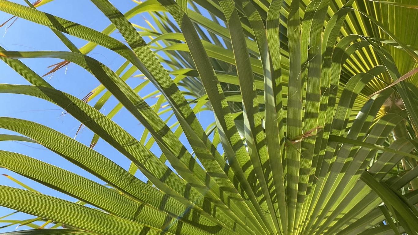 Обои растительность, пальма сереноа, лист, стебель растения, финиковая пальма в разрешении 1366x768