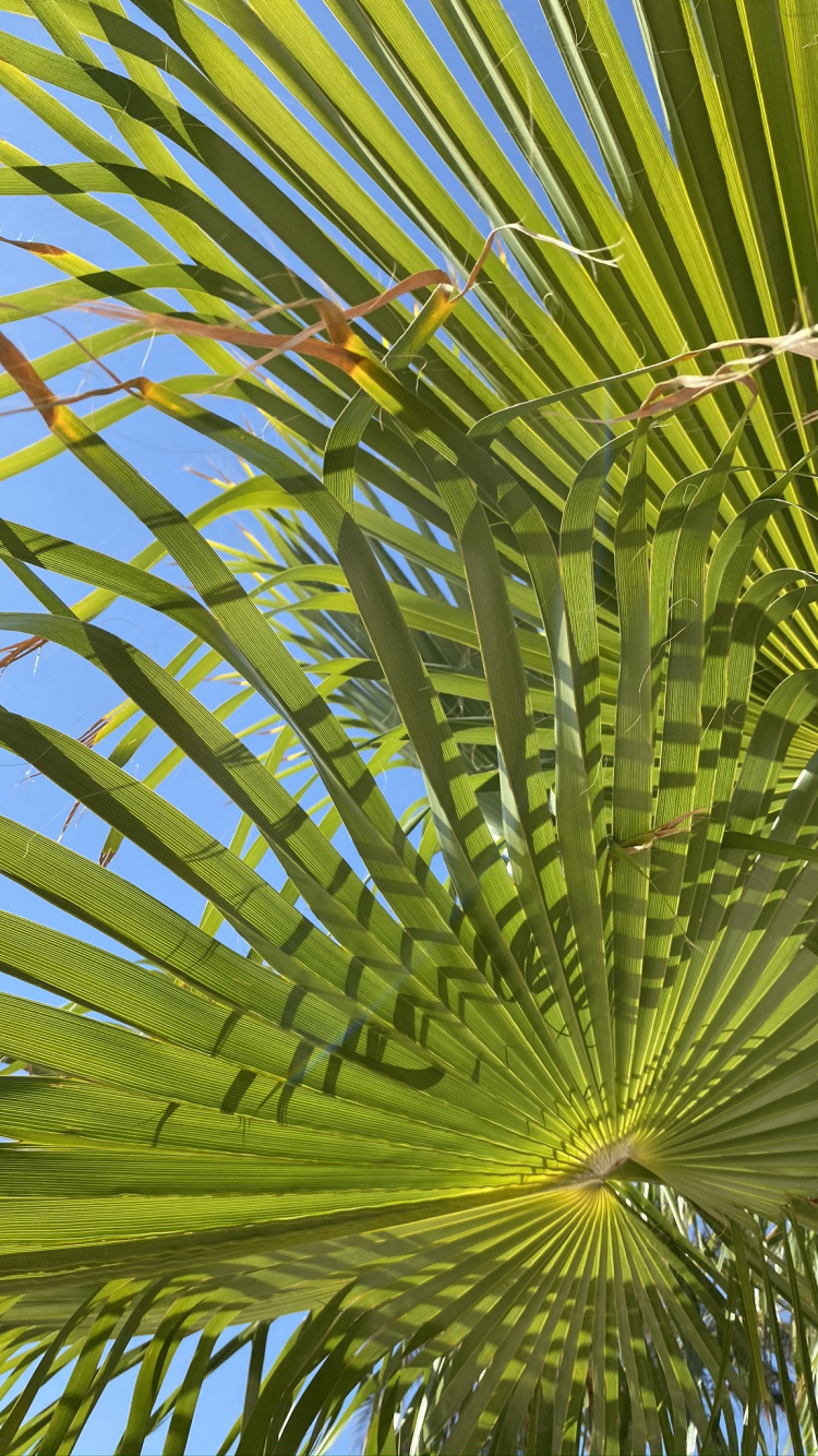 Обои растительность, пальма сереноа, лист, стебель растения, финиковая пальма в разрешении 750x1334