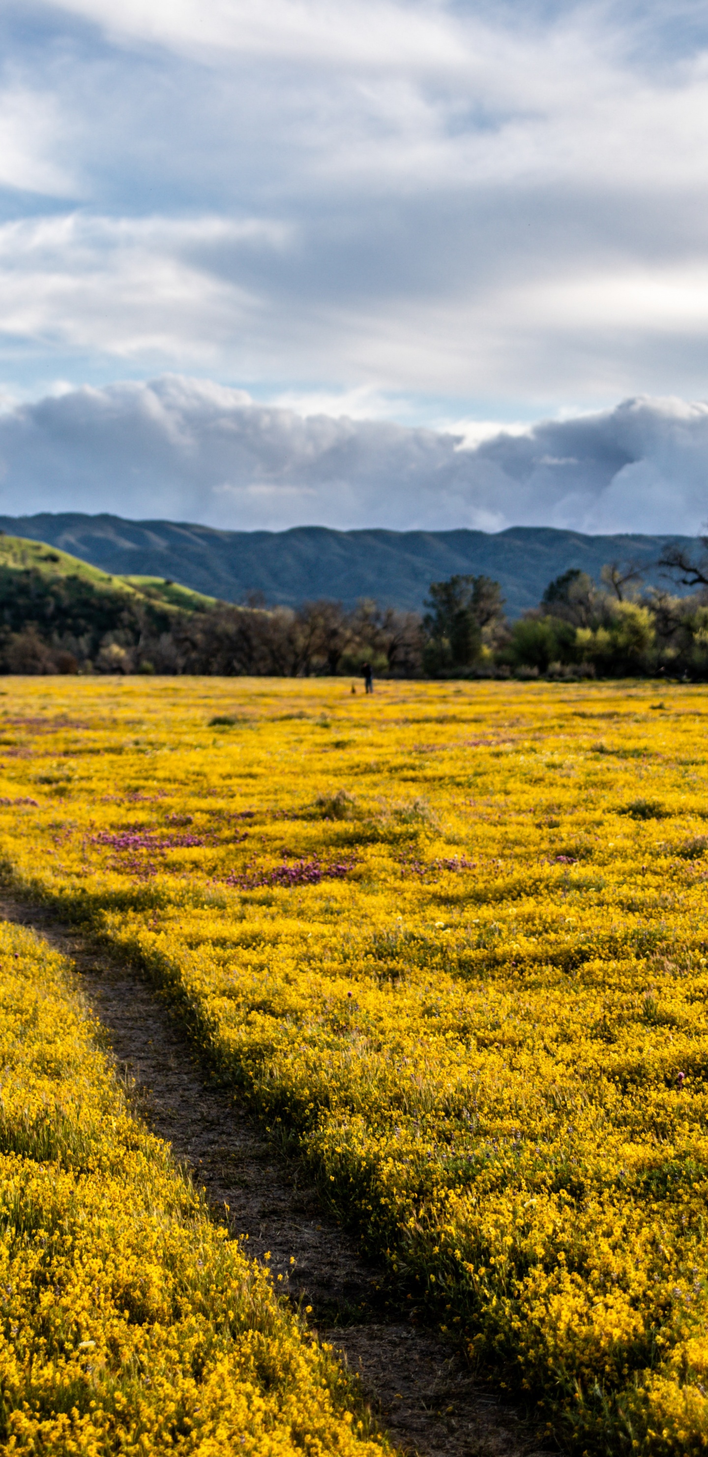 Обои сенокосное угодье, пейзажи гор, урожай, трава, сельский район в разрешении 1440x2960