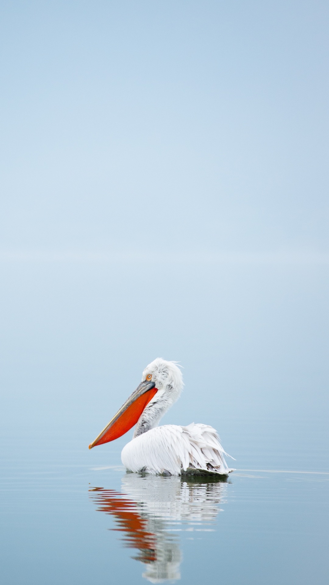 Обои вода, Пеликан, болотная птица, морская птица, птица в разрешении 1080x1920