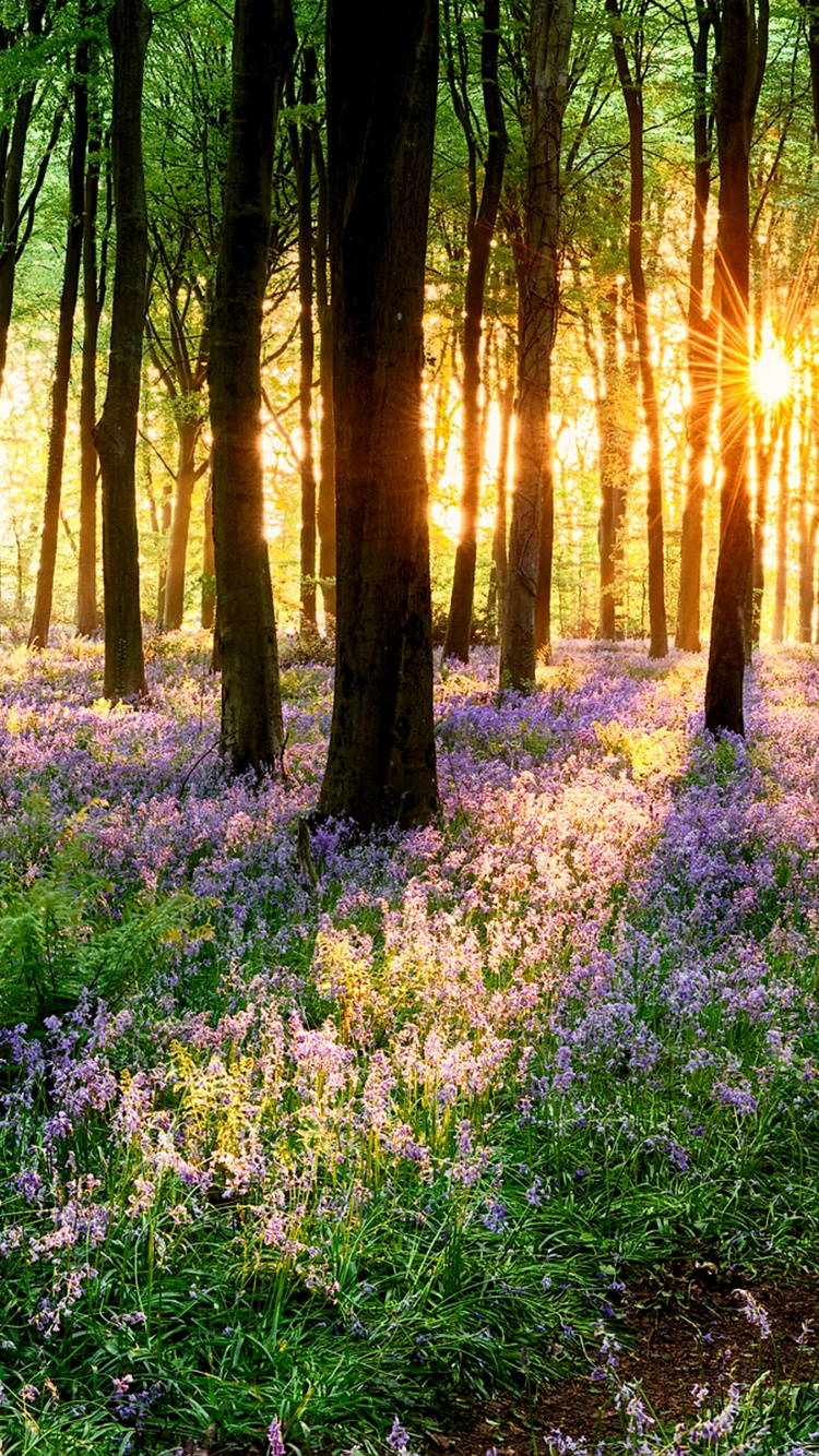 Обои лес, дерево, цветок, растение, экорегион в разрешении 750x1334