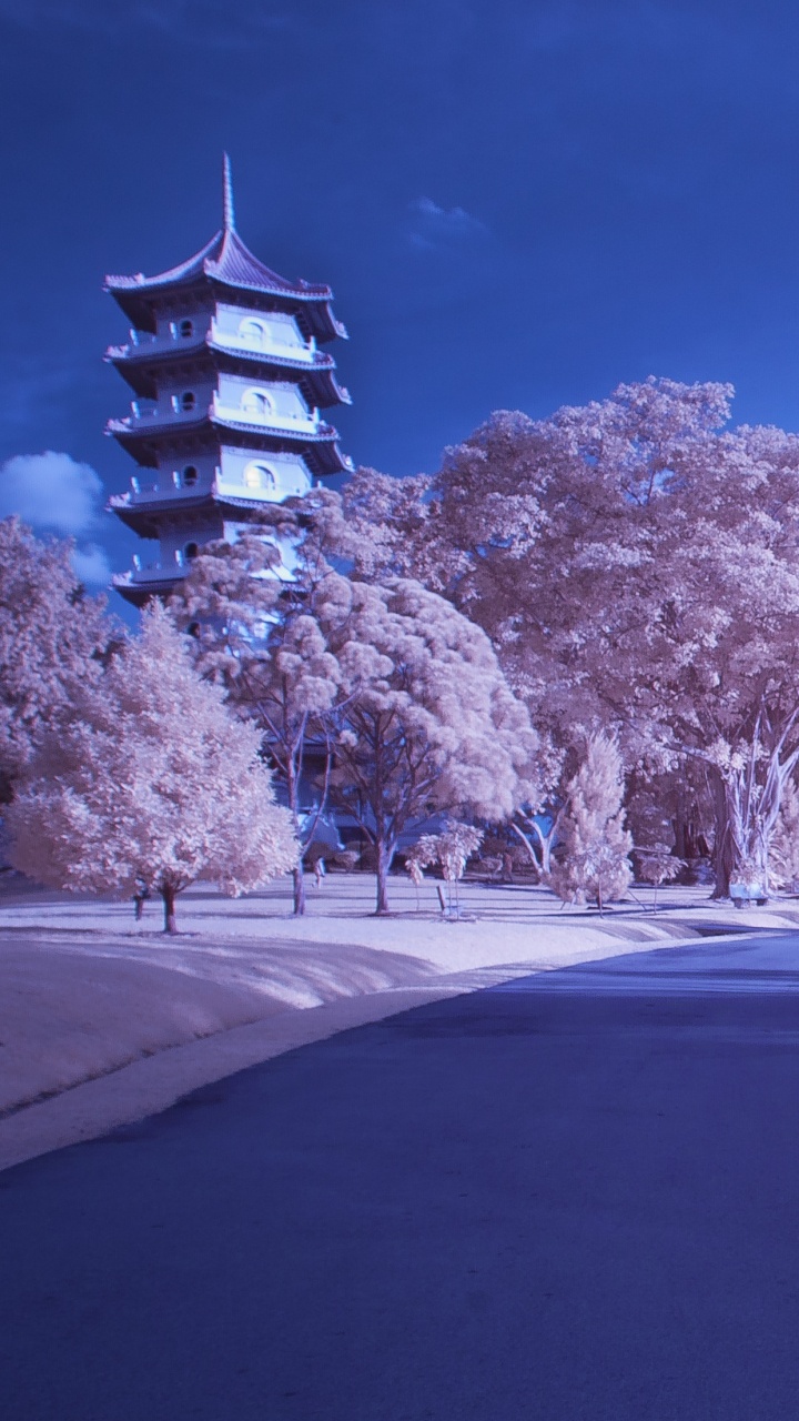 Обои Япония, цветение вишни, снег, зима, дерево в разрешении 720x1280