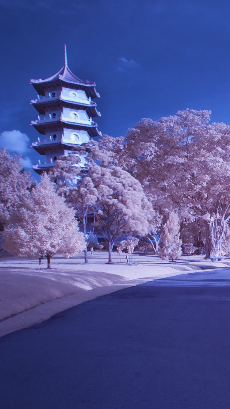 Обои Япония, цветение вишни, снег, зима, дерево в разрешении 750x1334