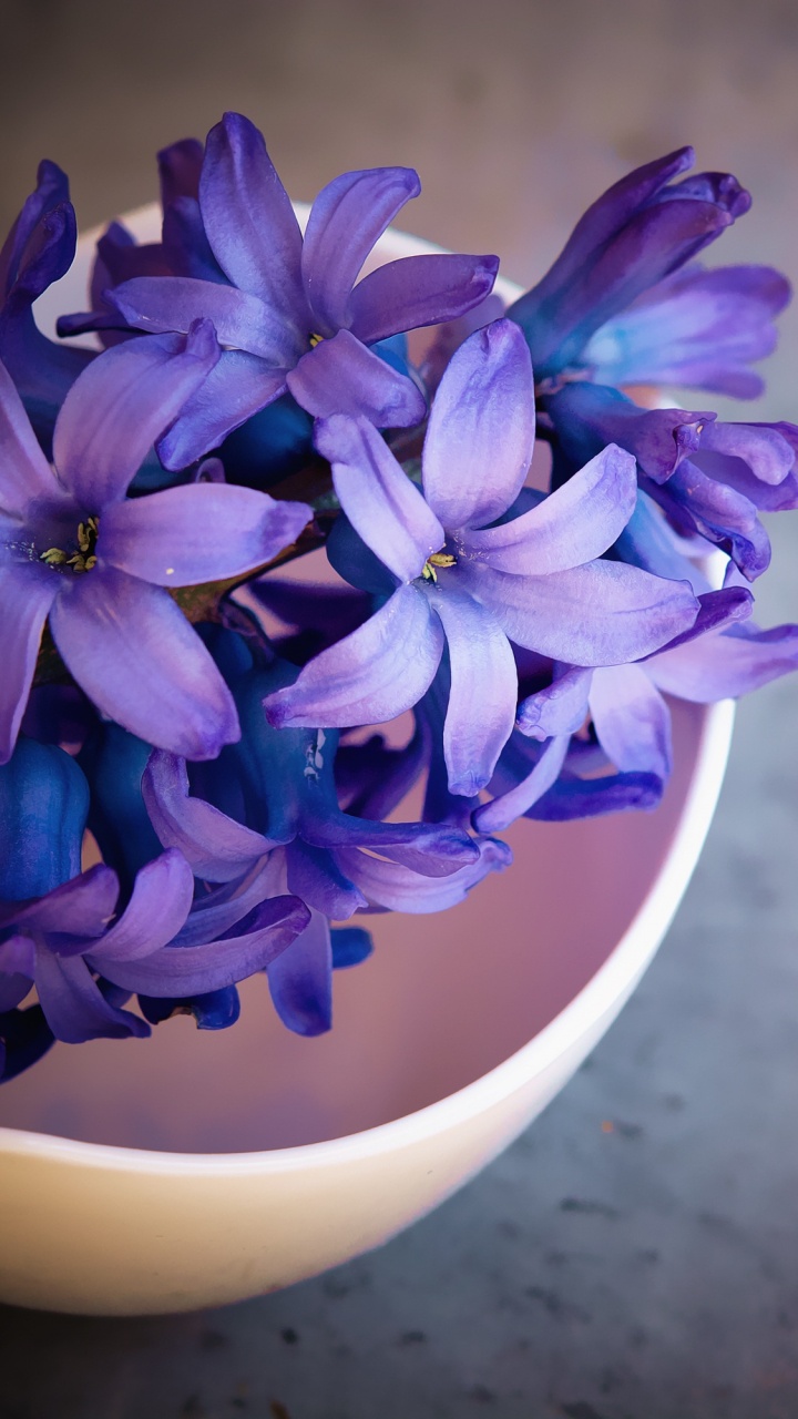 Обои гиацинт, цветок, цветковое растение, синий, пурпур в разрешении 720x1280
