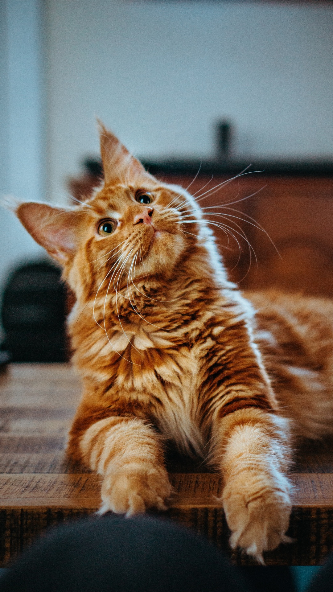 Обои мейн кун, котенок, полосатый кот, кот, кошачьих в разрешении 1080x1920