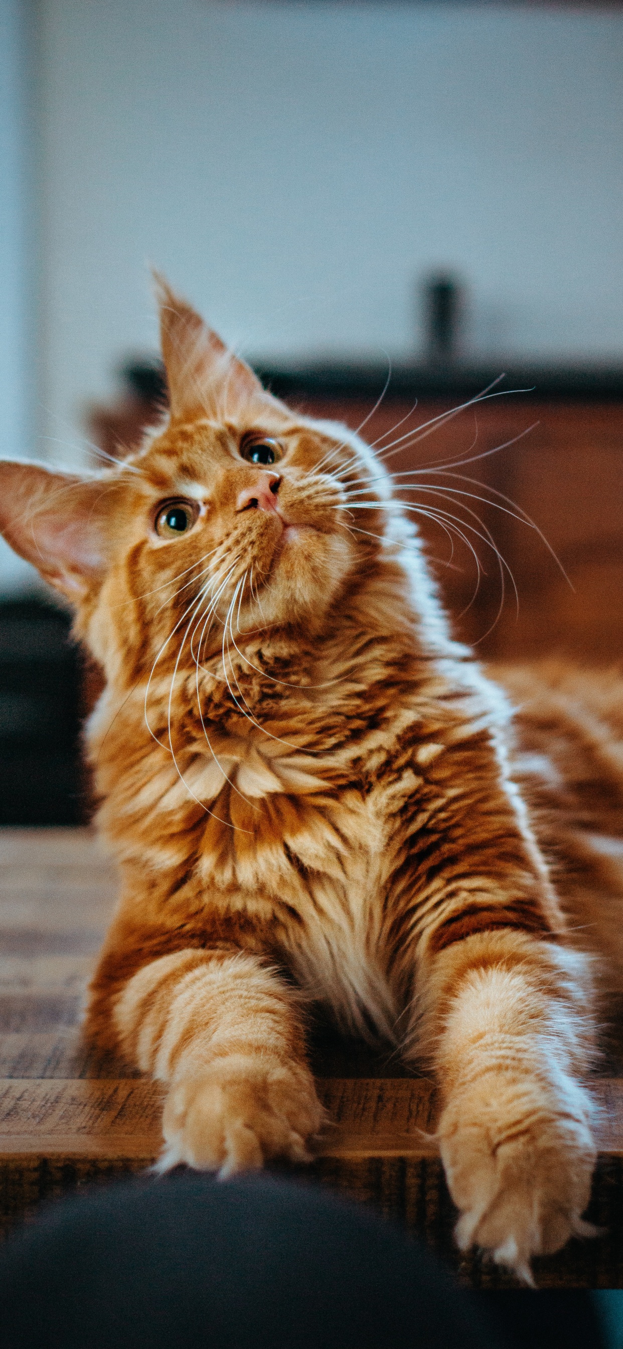 Обои мейн кун, котенок, полосатый кот, кот, кошачьих в разрешении 1242x2688