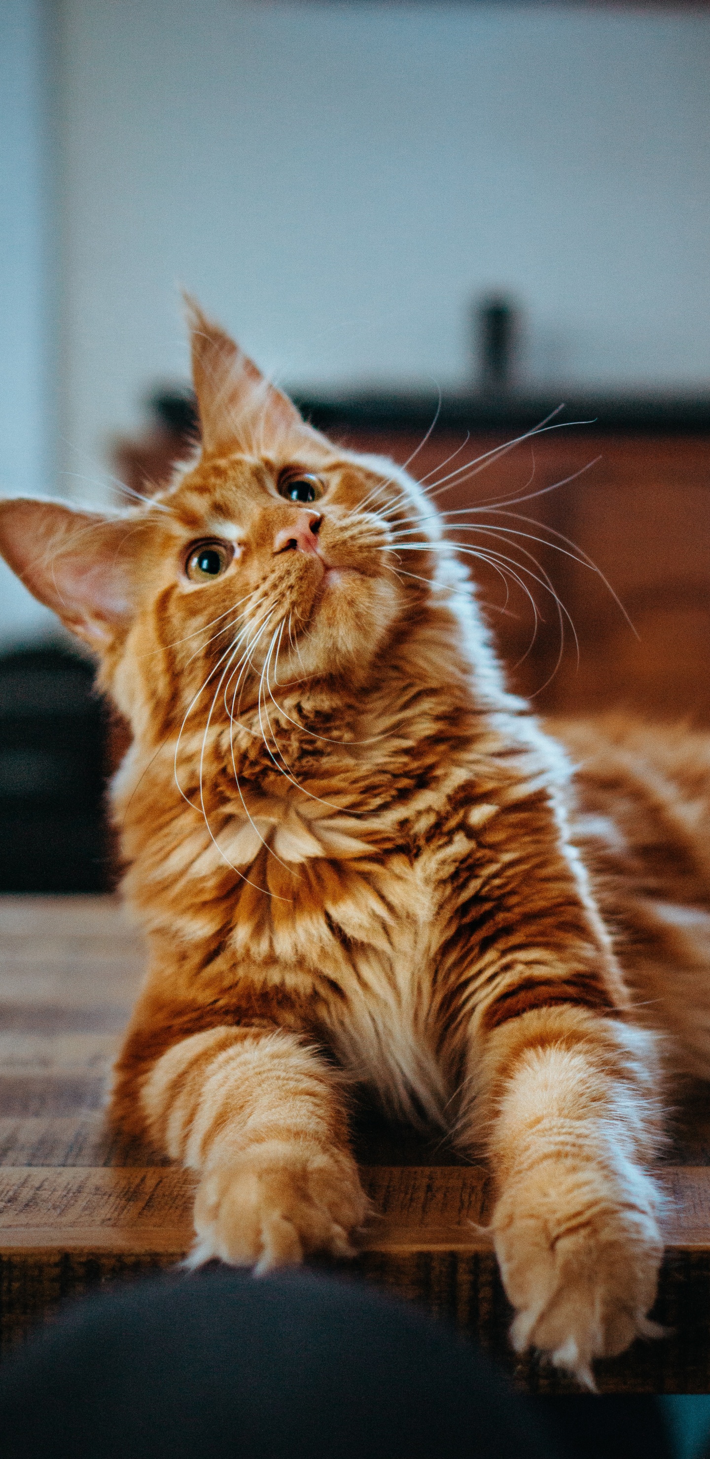 Обои мейн кун, котенок, полосатый кот, кот, кошачьих в разрешении 1440x2960