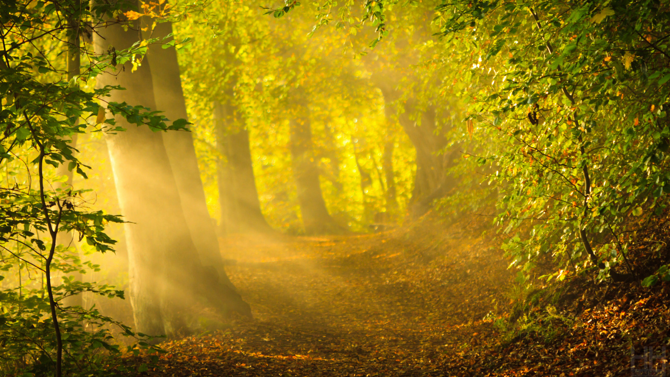 Обои солнечный свет, природа, желтый, растительность, дерево в разрешении 1366x768