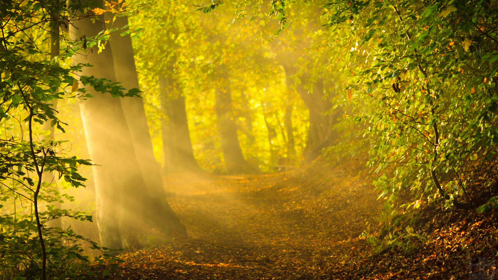 Обои солнечный свет, природа, желтый, растительность, дерево в разрешении 1920x1080